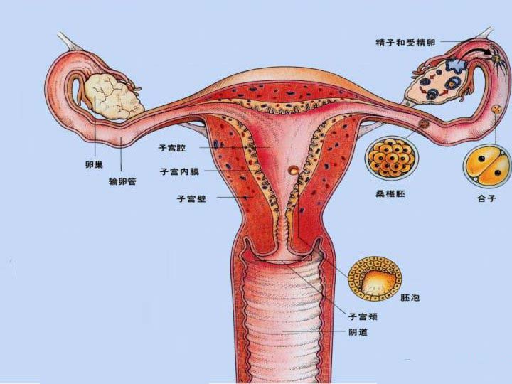 <b>女性如何保护好输卵管以防发生疾病</b>